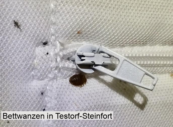 Bettwanzen in Testorf-Steinfort